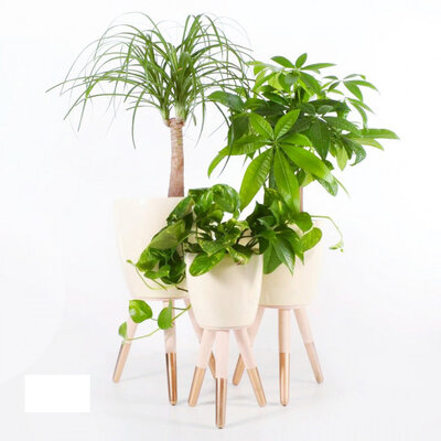 Drveni zlatno-beli stalak sa krem saksijom 20cm