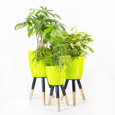 Drveni stalak zlatno-crni sa svetlo zelenom saksijom 20 cm