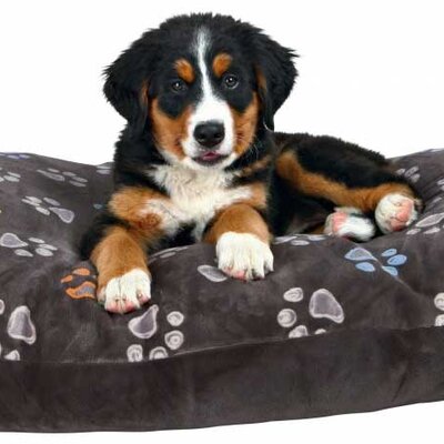 Jastuk za pse Trixie Jimmy Taupe 50cm 37330