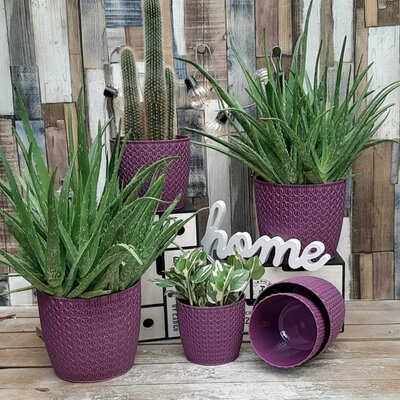 Komplet saksija Knitty lavanda