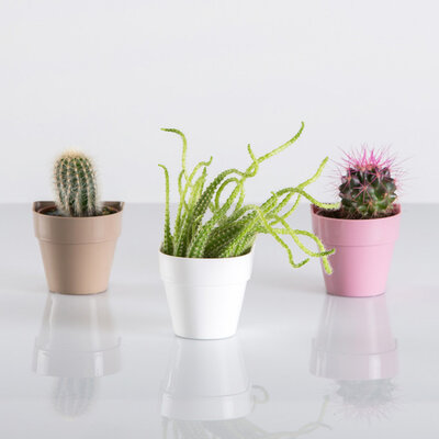 Saksija sa magnetom Magnetika ø6 - krem